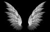 wings 3d black background_www.wall321.com_73.jpg