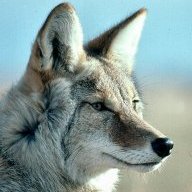 coyotte55