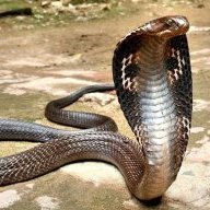 Le Cobra
