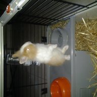 destroie