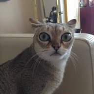 HoowFeed