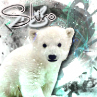 Shirokuma34