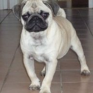fredthefrenchy