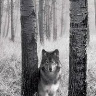 maxwolf2