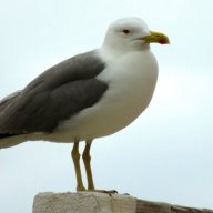 Jojo la mouette