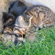 Kittyluna