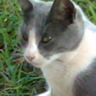 abdelkbir