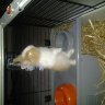 destroie