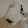 Chat-biere