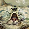 Alcaatraz_Gaming