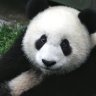 Panda951