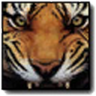 Ryderiscomeback