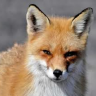 Renards__Roux