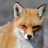 Renards__Roux