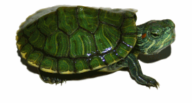 tortue.gif