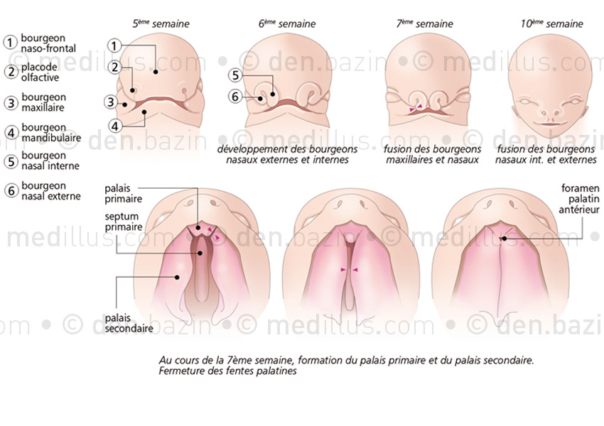 06formation-palais.jpg