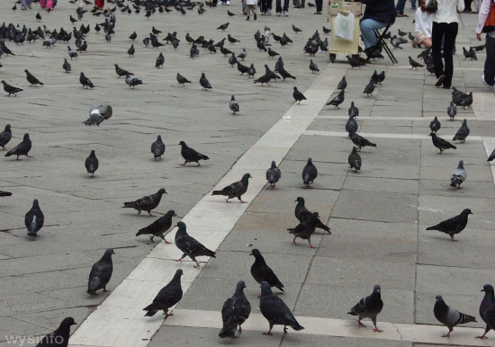 Pigeons_Duomo_Florence_550_l.jpg
