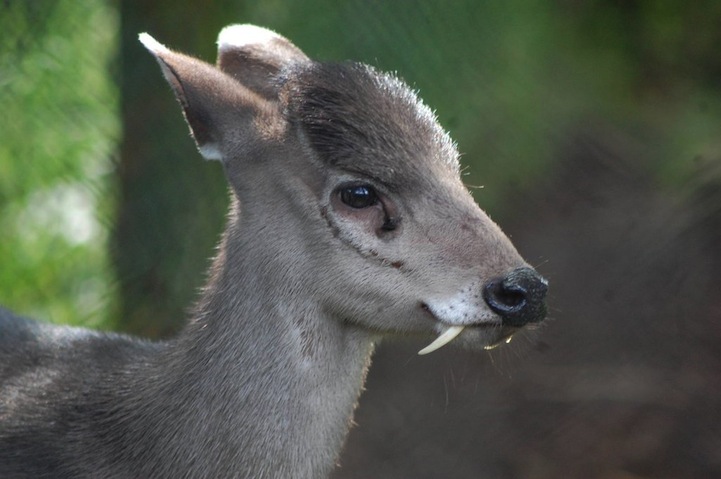 Cerf-hupp%C3%A9-1.jpg