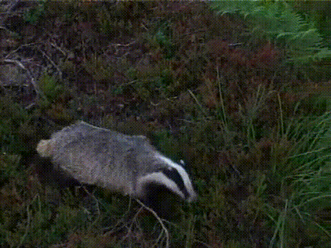 JIlTjJL.gif