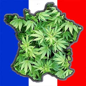 projet-loi-legalisation-cannabis-france.jpg