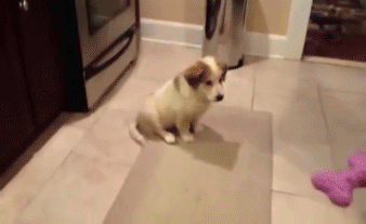 tumblr_n55udqbVQe1tpje2go1_400.gif