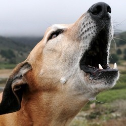 aboiement-chien-langage-grogner.jpg