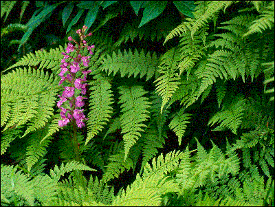 cacher_zip_image_20.gif