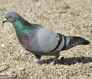 pigeon.biset.auau.3p.jpg
