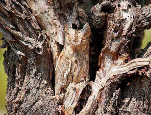 when-you-see-it-wood-owl.jpg