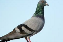 f6AV6sZ.png