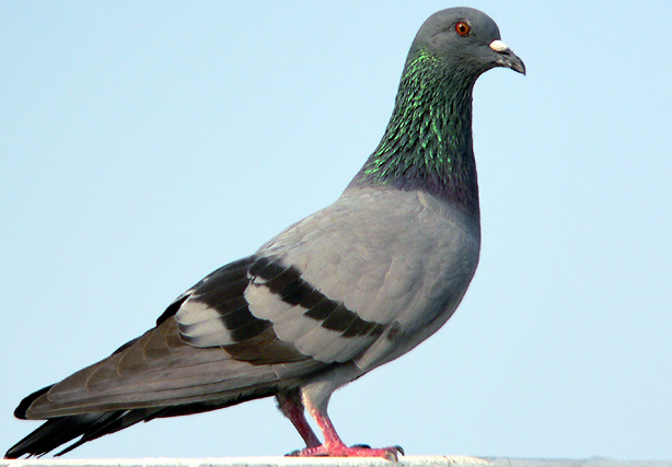 pigeon.jpg