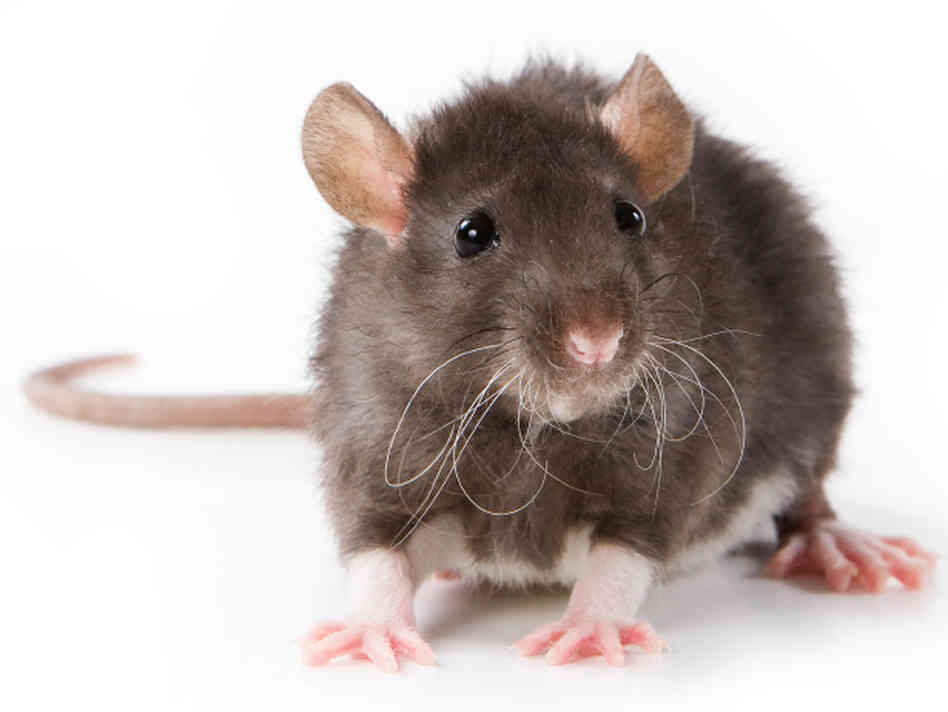 rat-race.jpg