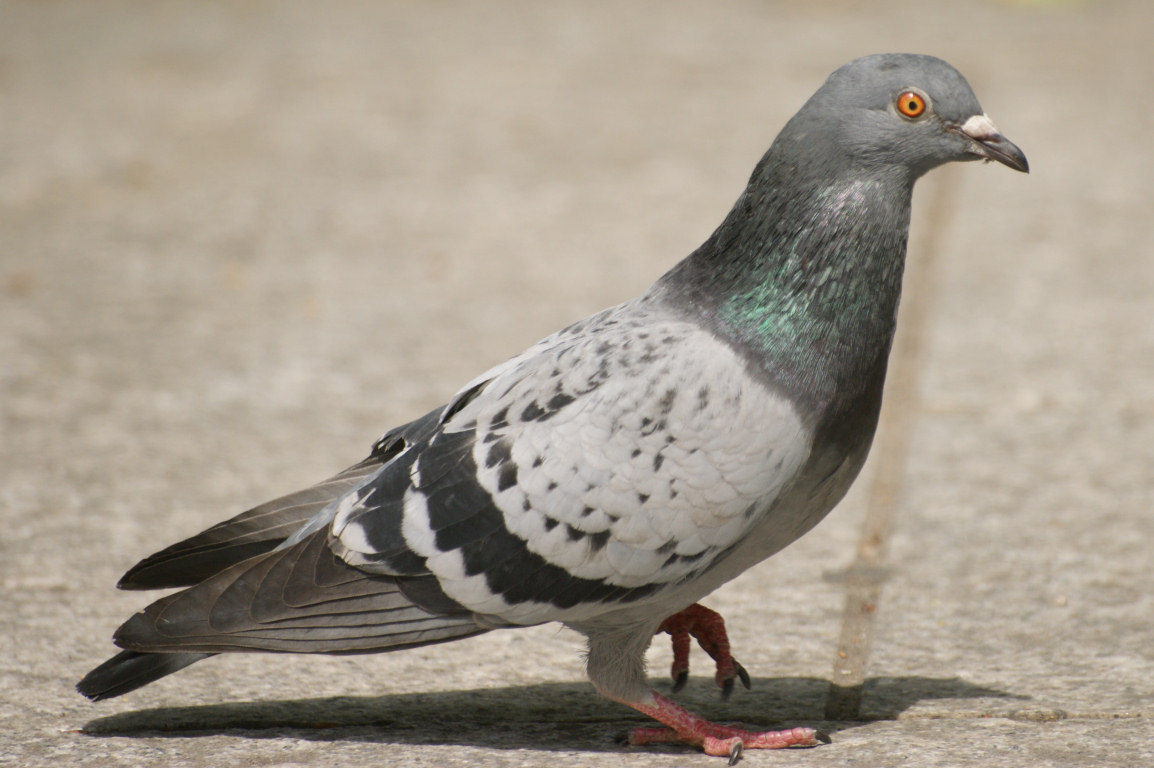 pigeon-clairemedium.jpg