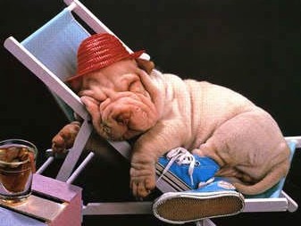 chien-transat.jpg