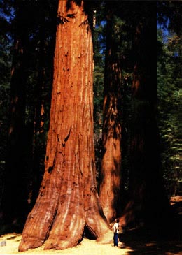 SequoiaAndMan.jpg
