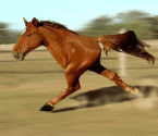 cheval-a-2-pattes-findus.gif
