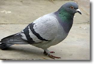 pigeon-bizet.jpg